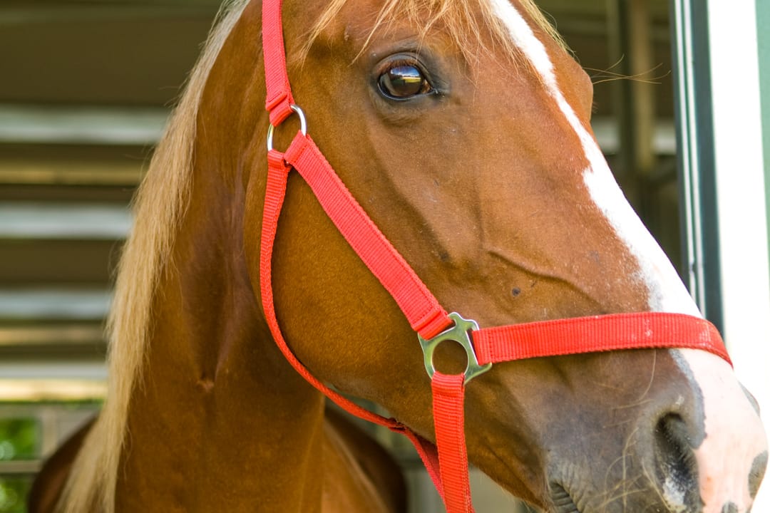Horse up close